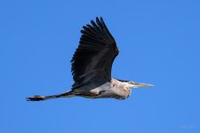 BlueHeron-287.jpg