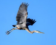 BlueHeron-288.jpg