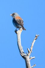 BlueGrosbeak-200.jpg