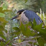 BlackHeron.jpg