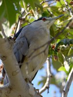 BlackHeron8.jpg