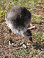 Coot.jpg