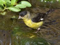 Goldfinch2.jpg