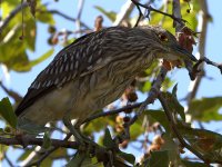 BlackHeron6.jpg