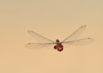 ROY_0907.JPG