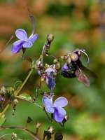 Bee.jpg