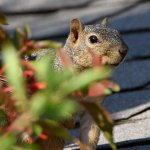 Squirrel.jpg