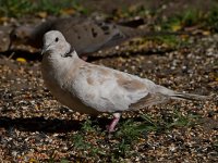 Dove7.jpg
