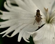 fly DSC_3920 -1.jpg