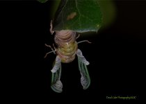cicada emerging wings_5001314.jpg