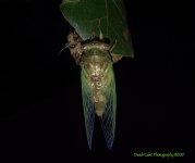 cicada emerged shell_5001328.jpg