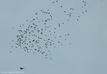 DSCN2271.jpg