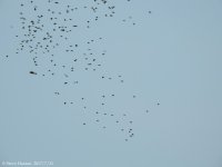 DSCN2272.jpg