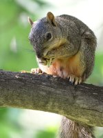 Squirrel.jpg