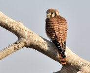 ROY_1094.JPG