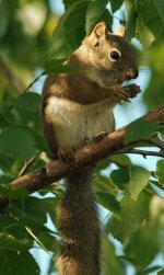 DSC_1812+squirral -0008.jpg