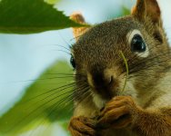 DSC_1842+squirral -0018.jpg