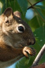 DSC_1832+3200 vs 800 squirel headshot -0001.jpg