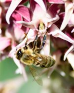 Bee-287.jpg