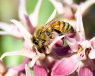 Bee-288.jpg