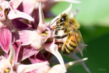 Bee-289.jpg