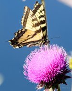 Swllowtail-200.jpg