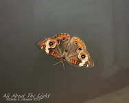 IMG_0344 low res.jpg