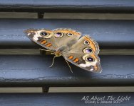 DSC_3714 low res.jpg