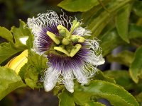 Passiflora3.jpg