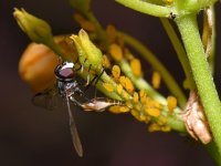 Wasp2.jpg