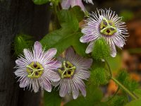 Passiflora.jpg