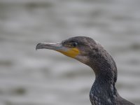 DSC_1740un.jpg