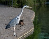 DSC_1491.jpg