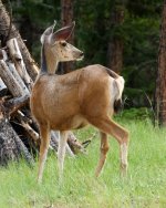 Deer-201.jpg