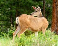 Deer-202.jpg
