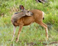 Deer-203.jpg