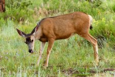 Deer-205.jpg