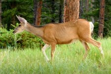 Deer-206.jpg