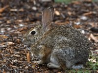 Rabbit.jpg