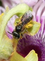Bee2.jpg