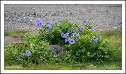 tiny-purple-flowers-1.jpg