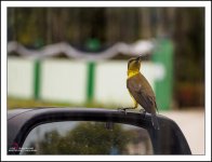 tiny-bird-3.jpg