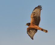 ROY_1199.JPG