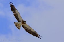 7-25-17-cr__D7K7353.jpg