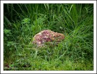 rock-in-gras-1.jpg
