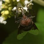 CactusFly7.jpg