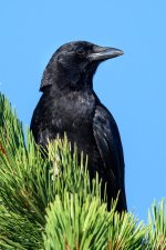 Crow-200.jpg
