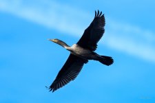 Cormorant-220.jpg