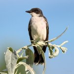 EasternKingbird-220.jpg