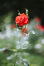 NIK_0270.jpg